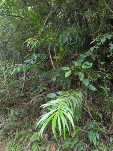 Image of Podocarpus coriaceus by (c) Tom Field, some rights reserved (CC BY)