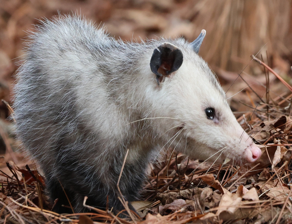 Virginia Opossum from St. Marks National Wildlife Refuge, Crawfordville ...