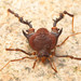 Pachylus paessleri - Photo (c) pedro vargas, some rights reserved (CC BY-NC), uploaded by pedro vargas
