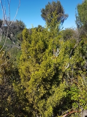 Lepidothamnus intermedius