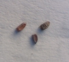 Euphorbia ophthalmica