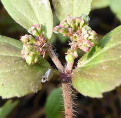 Euphorbia ophthalmica