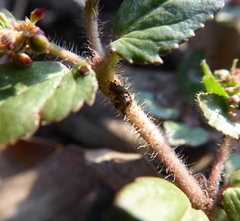 Euphorbia ophthalmica