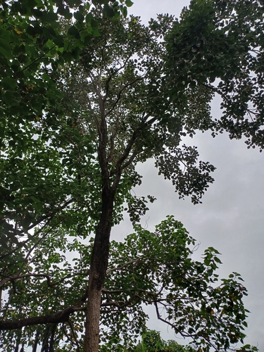 Image of Pterocarpus santalinus by (c) Hopeland, some rights reserved (CC BY)
