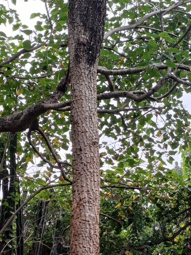 Image of Pterocarpus santalinus by (c) Hopeland, some rights reserved (CC BY)