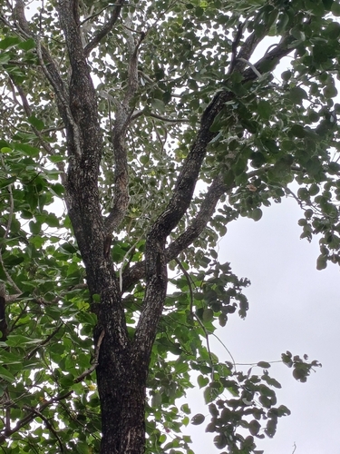 Image of Pterocarpus santalinus by (c) Hopeland, some rights reserved (CC BY)