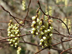 Stachyurus praecox