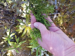 Lepidothamnus intermedius