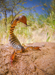 Bothriurus coriaceus