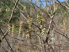 Stachyurus praecox