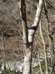 Stachyurus praecox