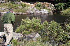 Leucadendron pondoense