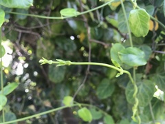 Cynanchum obtusifolium