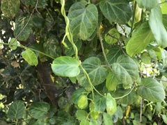 Cynanchum obtusifolium