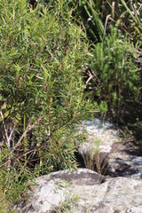 Leucadendron pondoense