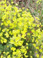 Euphorbia amygdaloides