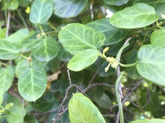 Cynanchum obtusifolium