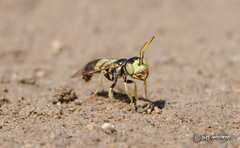 Liphanthus sabulosus