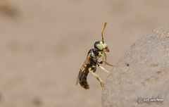 Liphanthus sabulosus