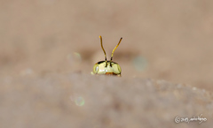 Liphanthus sabulosus