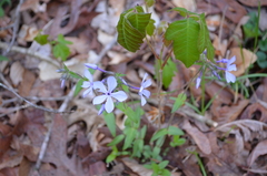 Phlox divaricata laphamii