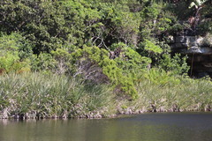 Leucadendron pondoense