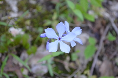 Phlox divaricata laphamii