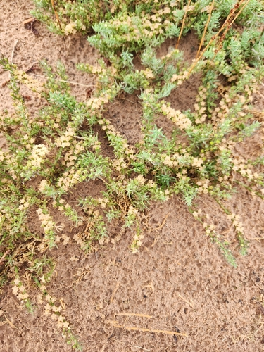 Image of Wiry Ashbush (Mesembryanthemum granulicaule) by (c) Shelomi Doyle, some rights reserved (CC BY)
