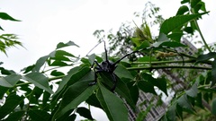 Anoplophora chinensis