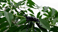 Anoplophora chinensis
