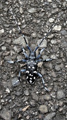 Anoplophora chinensis