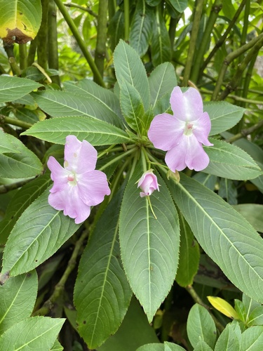Impatiens sodenii image