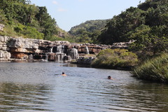 Leucadendron pondoense