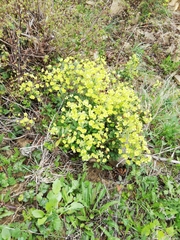 Euphorbia amygdaloides