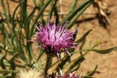 Jurinea schischkiniana