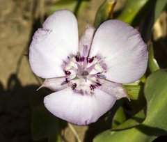 Calochortus umbellatus