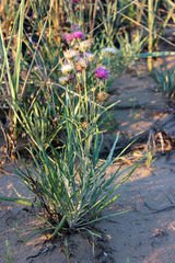 Jurinea schischkiniana