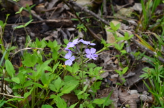Phlox divaricata laphamii