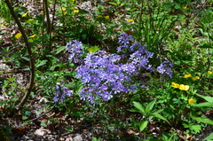 Phlox divaricata laphamii