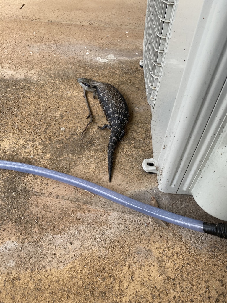 Common Blue Tongued Skink In January 2024 By Mitchozm8 INaturalist   Large 