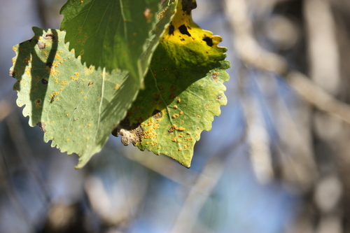 iNaturalist observation photo of Hollyhock Rust