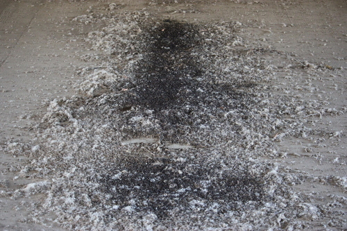 iNaturalist observation photo of Mexican Free-tailed Bat