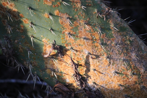 iNaturalist observation photo of Fungi Including Lichens