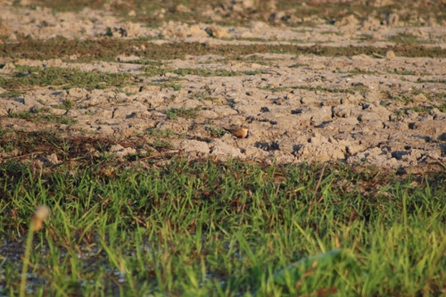 Australian Pratincole (Glareola isabella), photo 5
