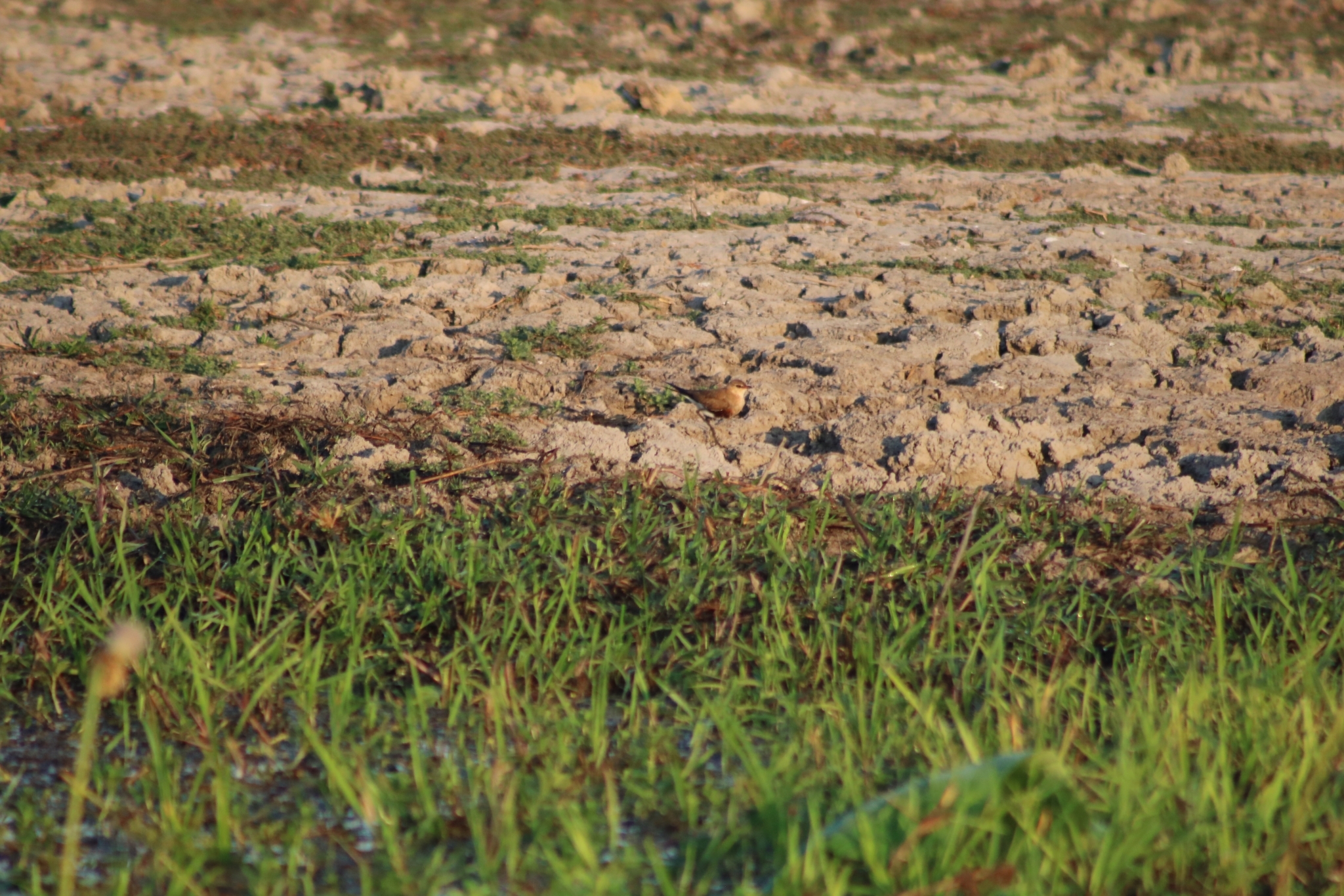 Australian Pratincole illustration