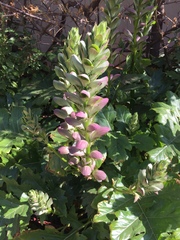 Acanthus