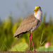 Masked Lapwing - Photo (c) Geoff Whalan, some rights reserved (CC BY-NC-ND)
