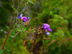 Polygala grandidieri