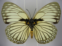 Charaxes crossleyi magnifica