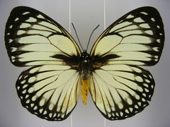 Charaxes crossleyi magnifica